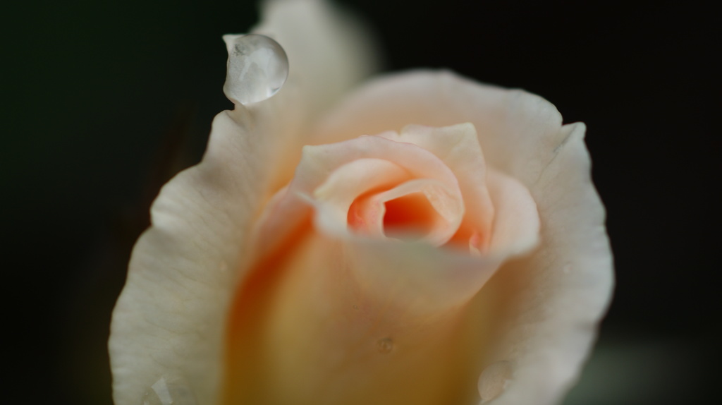 蕾