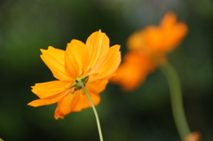 キバナコスモス