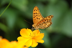 キバナコスモスと蝶