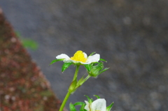 イチゴの花