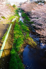 満開までもう少し