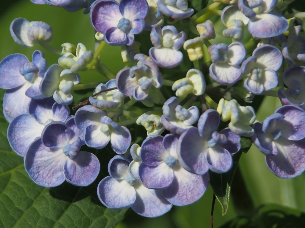 紫陽花