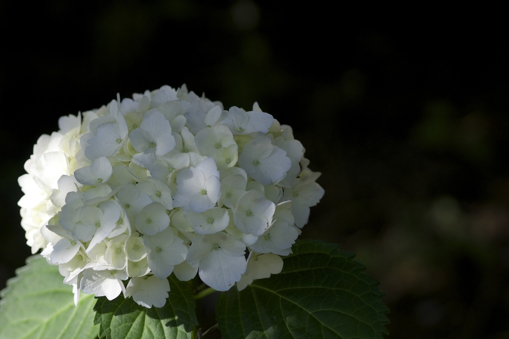 紫陽花