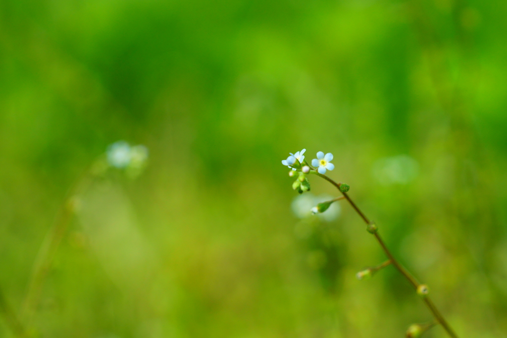 極小の花