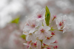 淡葉桜