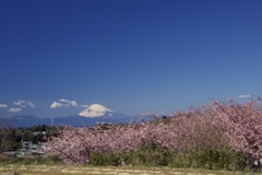 河津桜と富士