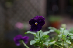 夏のパンジー