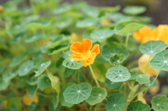 ナスタチューム