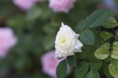 黄色いミニ薔薇