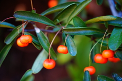 オレンジ色の小さな実