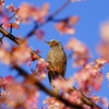 桜と鳥