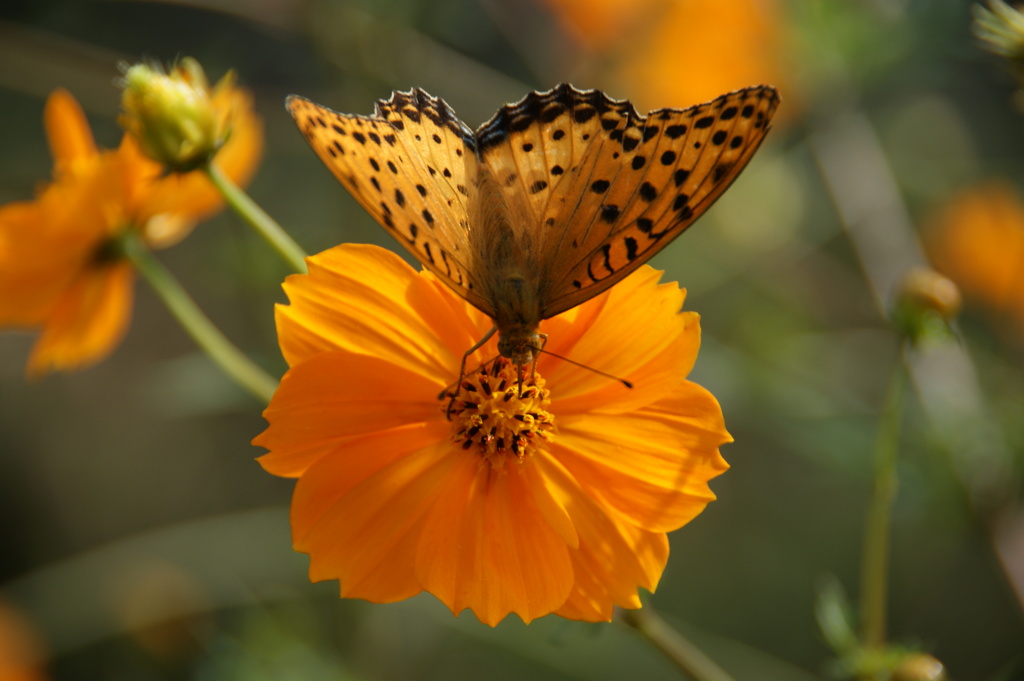 キバナコスモスと蝶