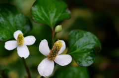 ドクダミの花