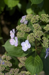 額紫陽花