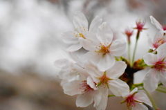 葉桜