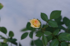 黄色いミニ薔薇の蕾