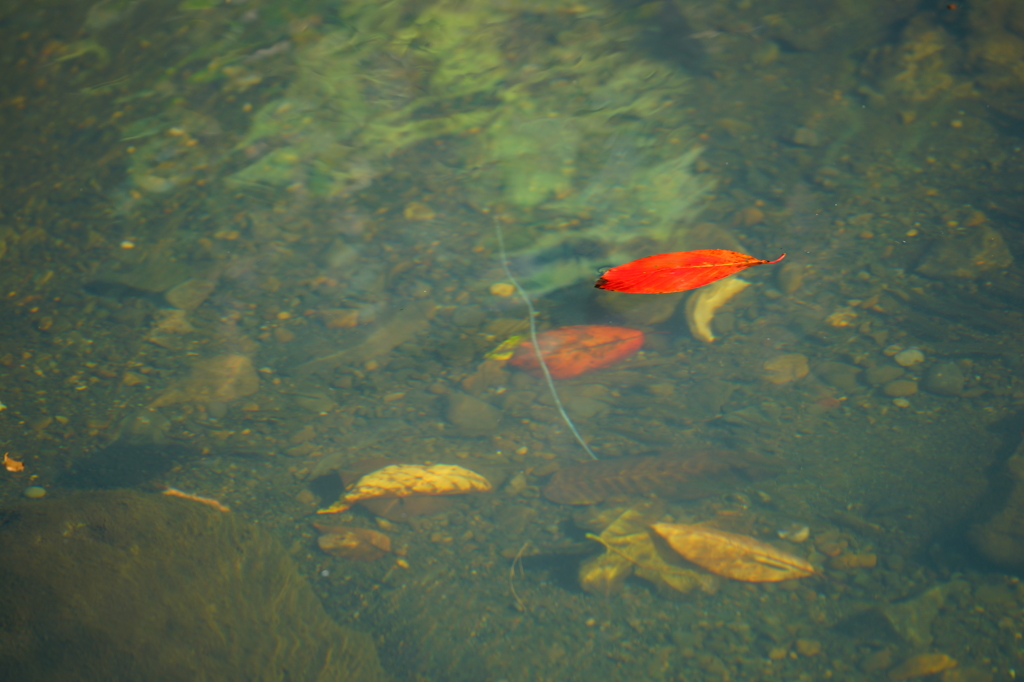 流れゆく紅葉