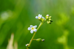 極小の花