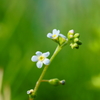 極小の花