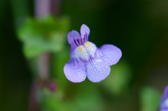 極小の雑草花