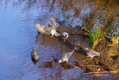 水辺の鳩