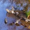 水辺の鳩