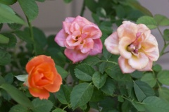 オレンジから変身ミニ薔薇
