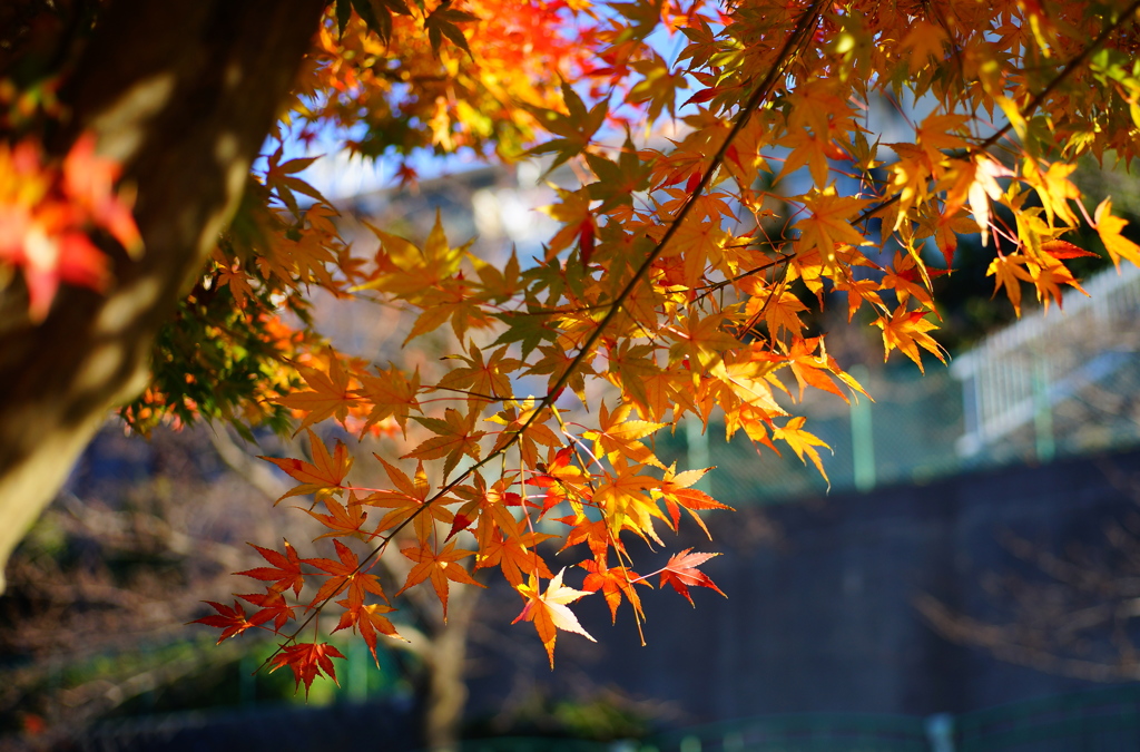 木漏れ日の紅葉