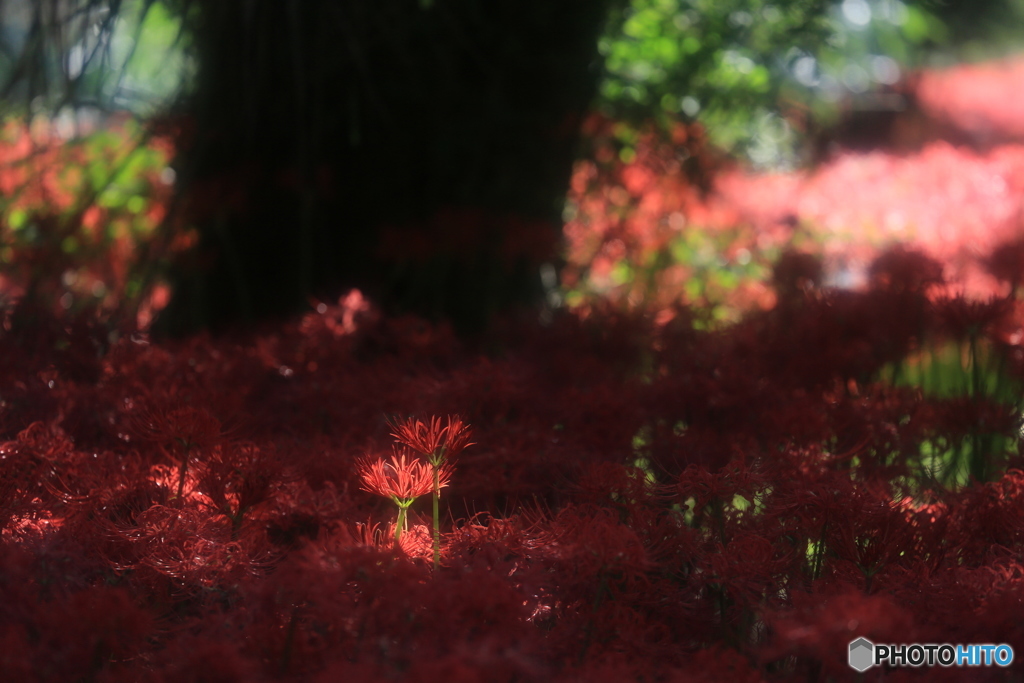 紅華