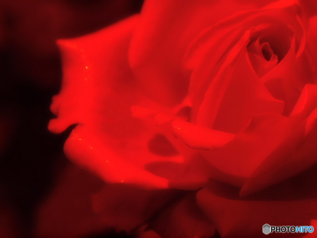 紅薔薇