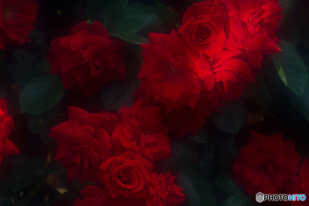 壁の薔薇