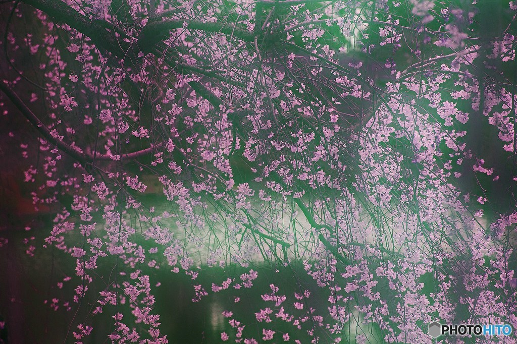 森の桜