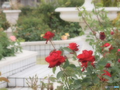紅いバラ庭園