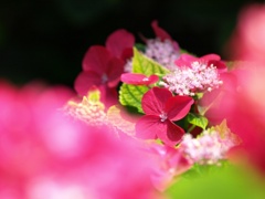 赤い紫陽花