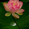蓮華