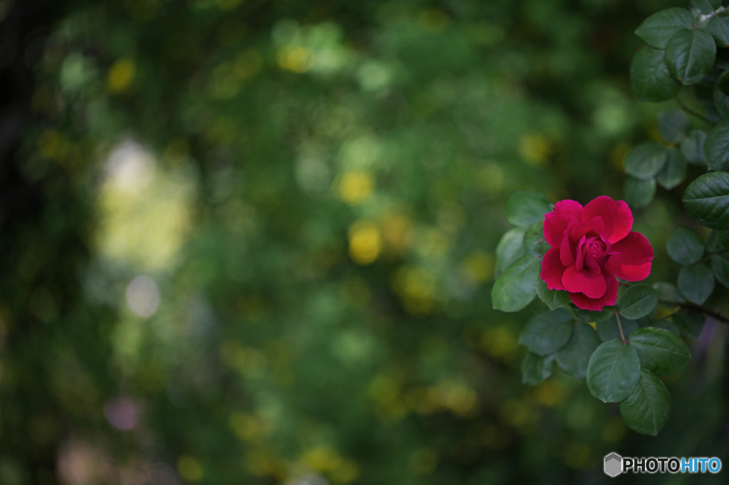 一輪の薔薇