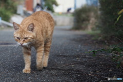 野良猫