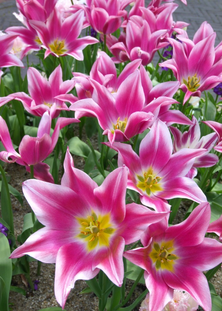 ＴＵＬＩＰ