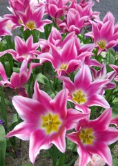ＴＵＬＩＰ