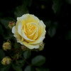the brilliant Rose*