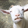 ヤギ