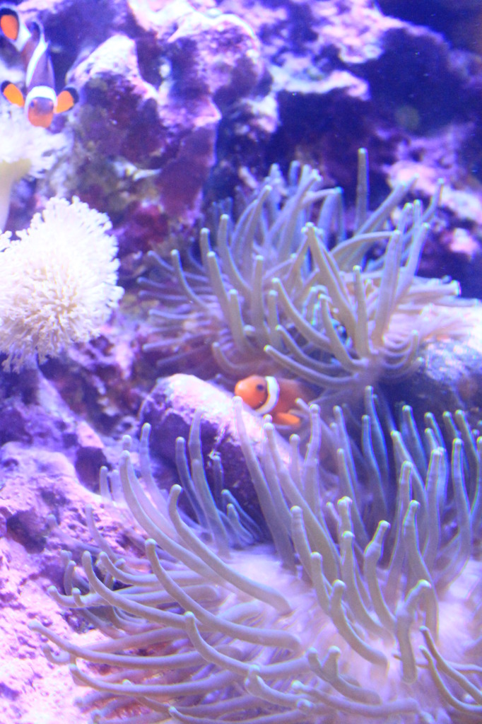 ニモ風の魚