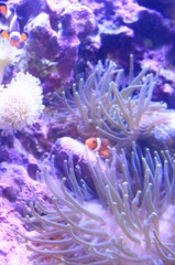 ニモ風の魚