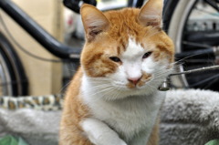 『ブサイクとは…言わせない！』