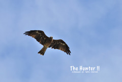 『The Hunter !!』