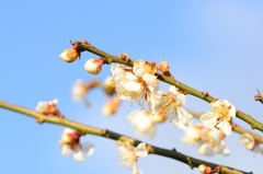 花　その１