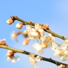 花　その１