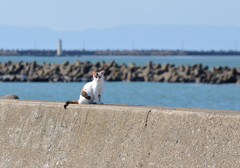 海ねこ