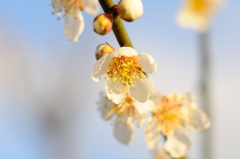花　その２