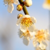 花　その２